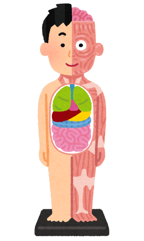 人体イラスト