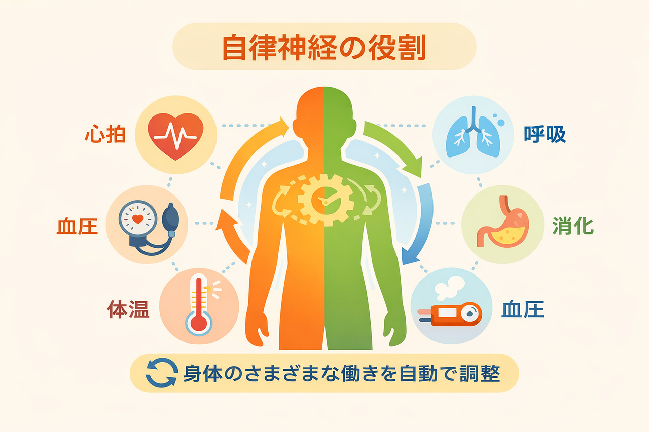 自律神経の役割
