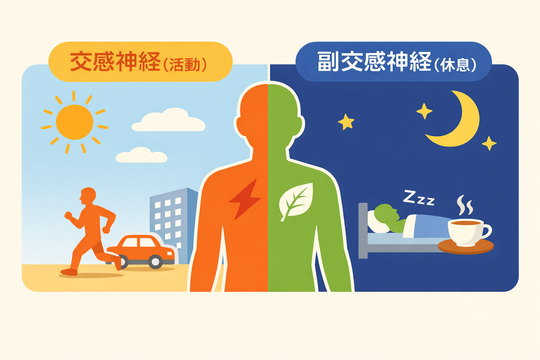 交感神経と副交感神経
