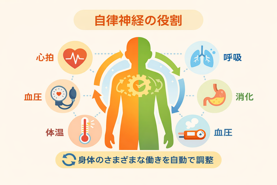 自律神経の役割